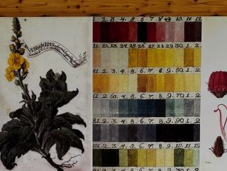 Prázdninové objevování rostlin, používaných původně k barvířským účelům 🖌️ Letos v bylinkové zahradě na zámku Valtice 🪴...